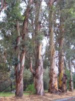 fare-una-passeggiata-nella-pioggia-che-magia