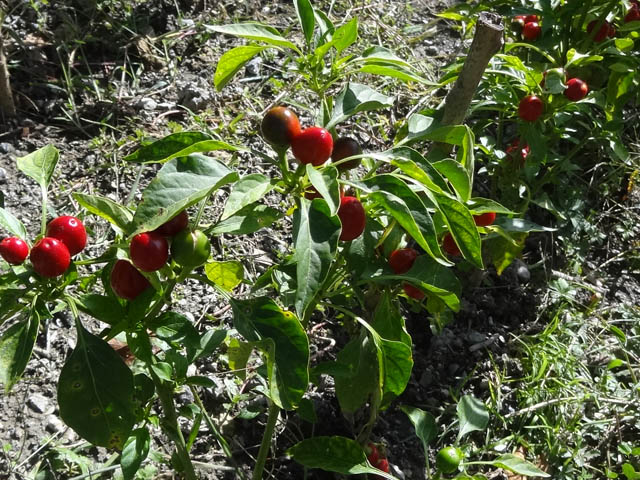 orto_pomodori