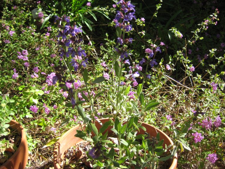 Il mio giardino è una giungla