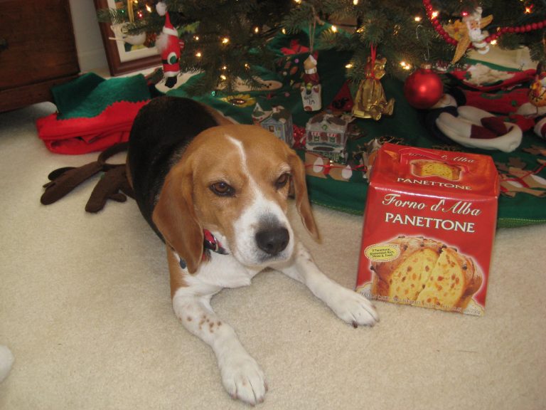 Il cane ha mangiato il panettone! The dog ate the Panettone
