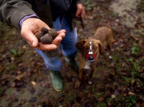 Meeting Truffle Hunter in Gubbio: Knowing language unlocked doors