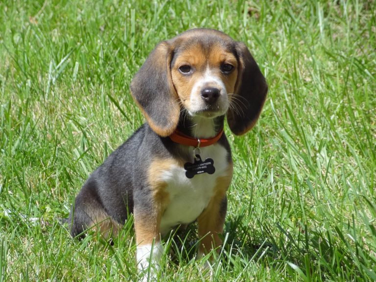 Vi presento la mia nuova cucciola – We have a new beagle puppy!