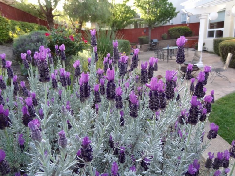 Primo giorno di maggio: Find Me in My Garden