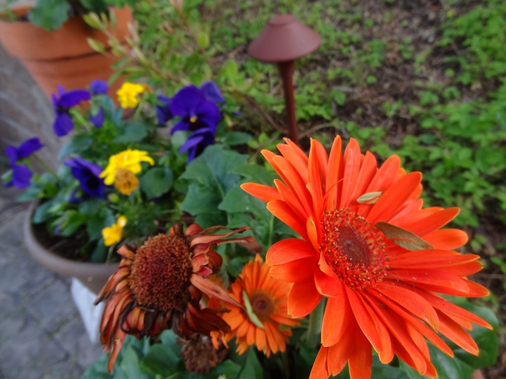 Primo-giorno-maggio-giardino-fiori-garden-flowers