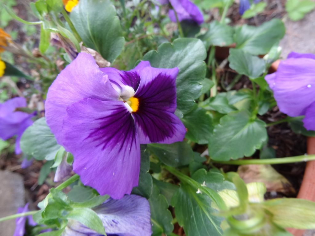 Primo-giorno-maggio-giardino-fiori-garden-flowers