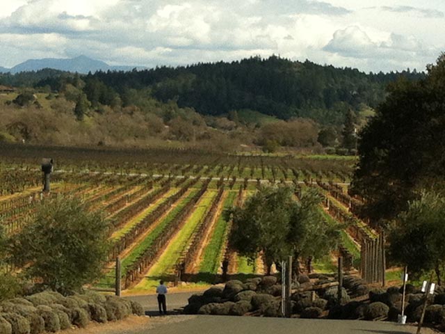 battaglini-winery-sonoma-california-joe-battaglini-proprietario-lucca