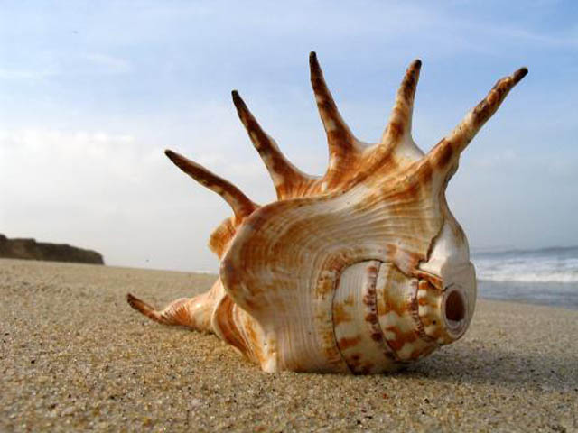 Sento il mare in una conchiglia / Hear the ocean in a seashell