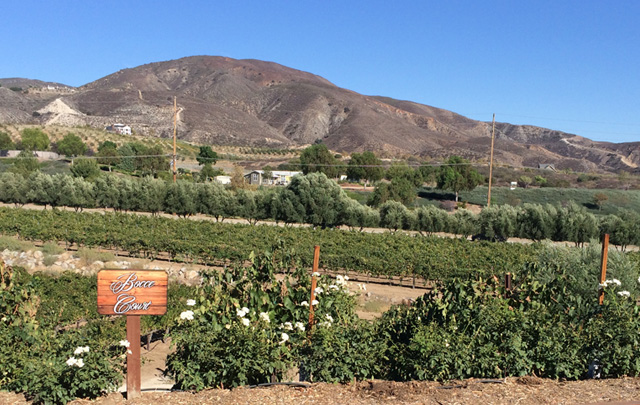 visiting-la-studentessa-pigra-in-temecula-southern-california