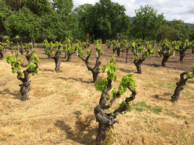 lorenzo-petroni-lucca-italy-dreamed-becoming-california-vintner