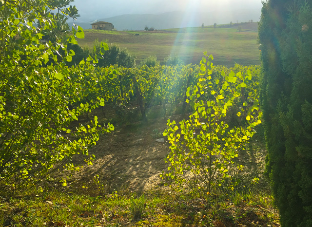 paradiso-di-frassina-montalcino-val-d-orcia-musical-italian-vineyard