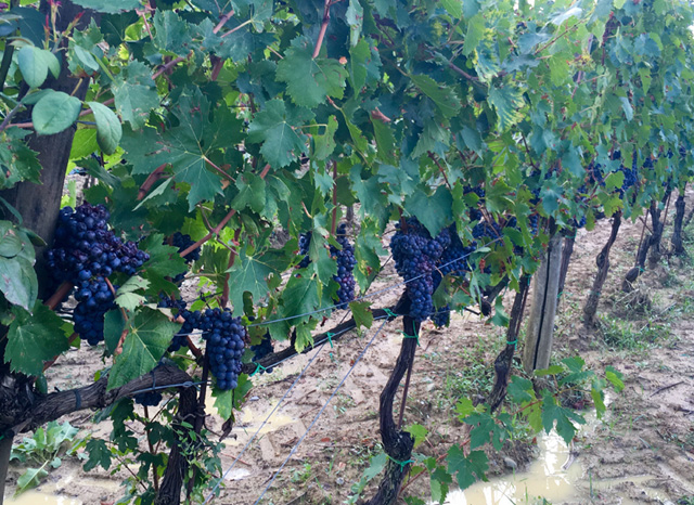 paradiso-di-frassina-montalcino-val-d-orcia-musical-italian-vineyard