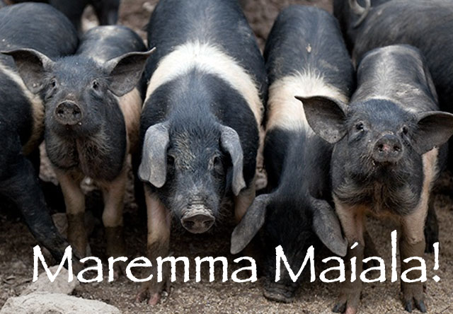 Maremma Maiala! How to swear like an Italian (and get away with it)