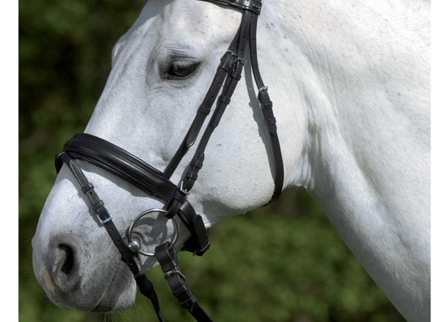 andare-cavallo-riding-horse-beach-useful-horse-lingo