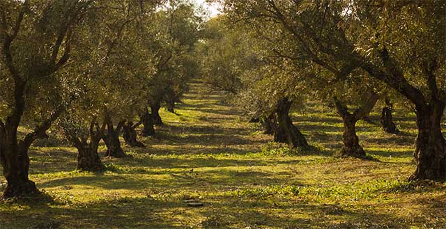 italiani-stile-vita-frenetico-o-lento-Italian-culture-pace-life-bella-vita-dolce-far-niente-lasciare-andare