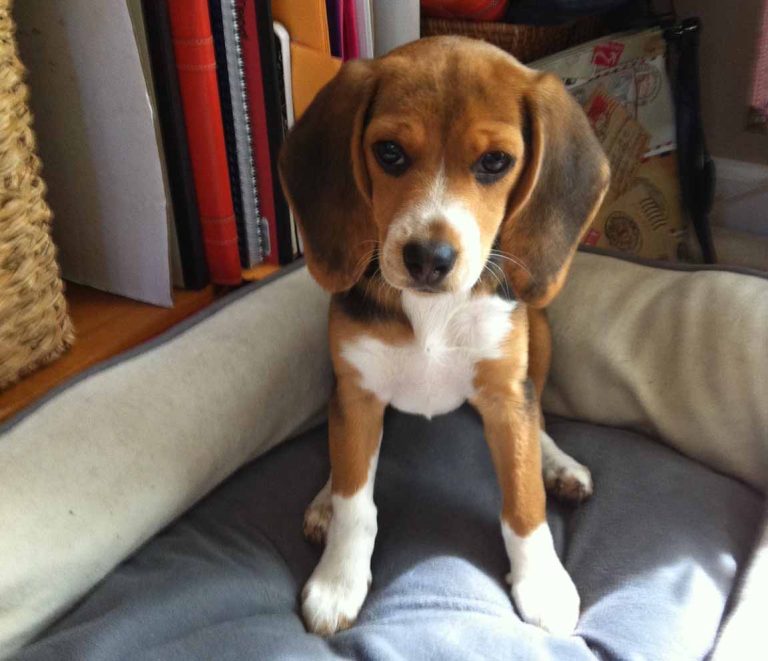 Moka: The Little Dog Who Taught Us Love, Language… and Sweetness