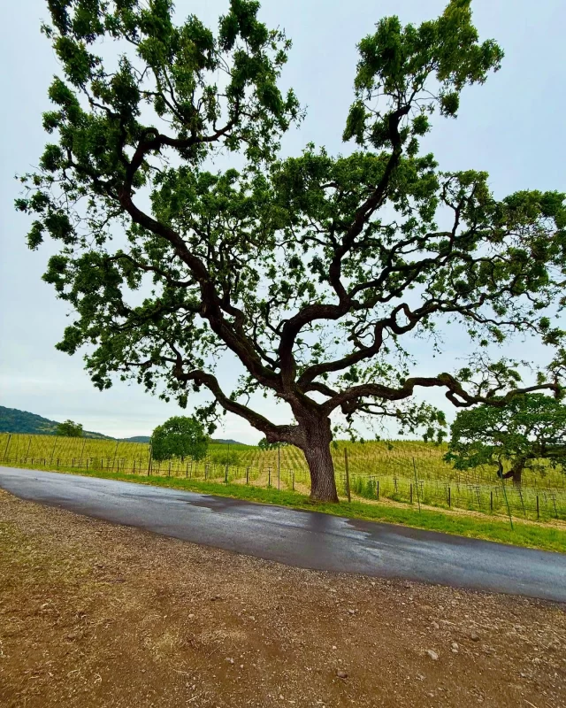 Una passeggiata mattutina in Napa Valle. Tutto tranquillo nella fattoria di amici Cari e Jim.